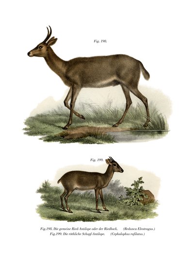 Bohor-Riedbock, 1860 von German School